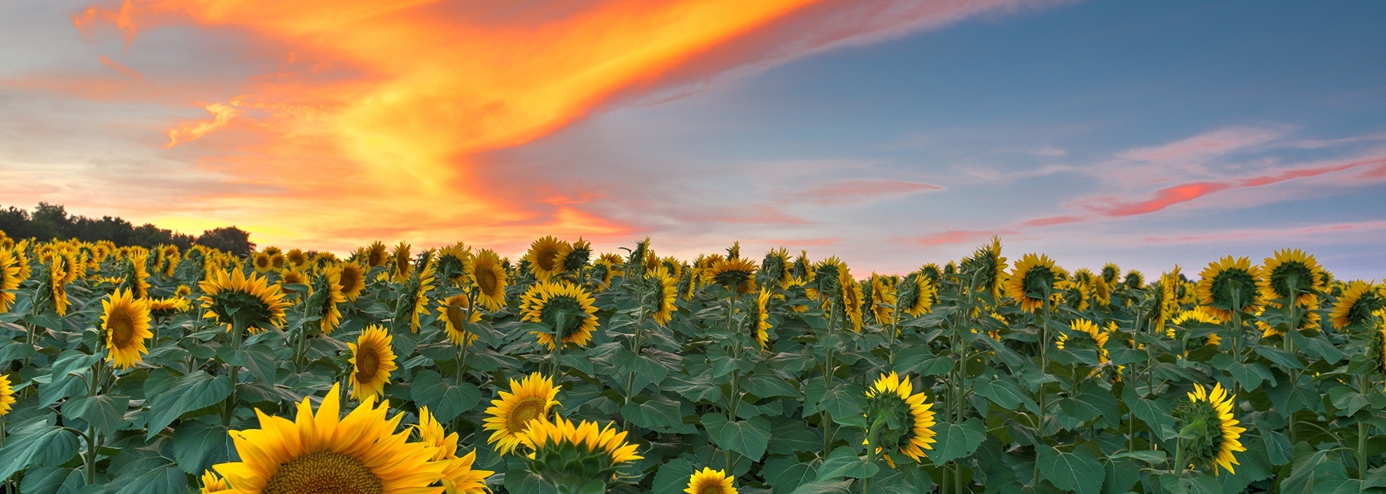 Sunflowers at Sunset at The Grinter family farm just outside of Lawrence_Kansas